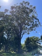 Eucalyptus pilularis