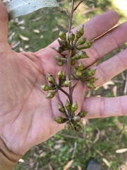 Eucalyptus pilularis