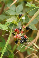 Rubus fruticosus