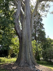 Eucalyptus pilularis