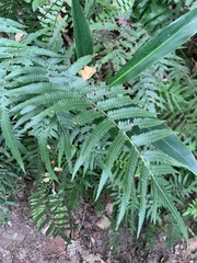 Christella acuminata