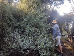 Helichrysum petiolare