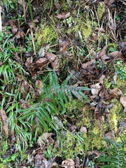 Pentarhizidium orientale