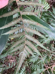 Christella acuminata