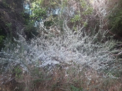 Helichrysum petiolare