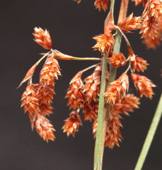 Leptocarpus depilatus