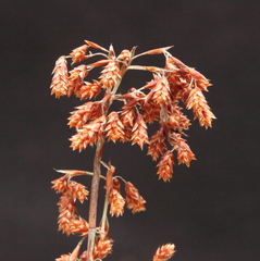 Leptocarpus depilatus