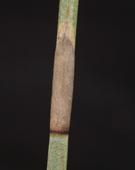 Leptocarpus depilatus