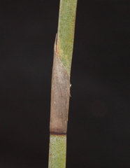 Leptocarpus depilatus