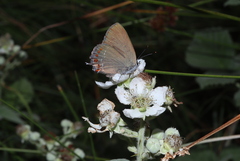 Satyrium ilicis