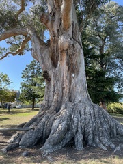 Eucalyptus globulus bicostata