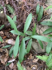 Anodendron affine