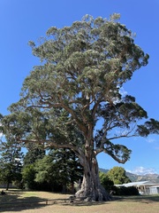 Eucalyptus globulus bicostata