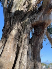 Eucalyptus globulus bicostata