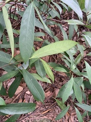 Anodendron affine