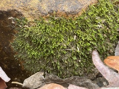 Rhynchostegium