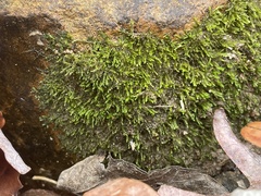 Rhynchostegium