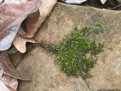 Rhynchostegium