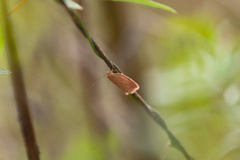Prionocris protoxantha