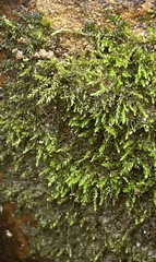 Rhynchostegium