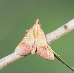 Endotricha pyrosalis