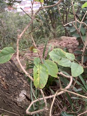 Clerodendrum trichotomum