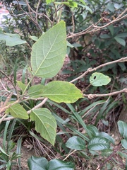 Clerodendrum trichotomum