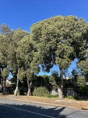 Eucalyptus leucoxylon megalocarpa