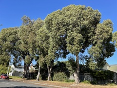 Eucalyptus leucoxylon megalocarpa