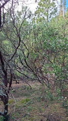 Arctostaphylos manzanita