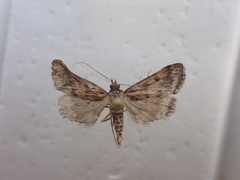 Proternia philocapna