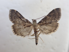 Proternia philocapna