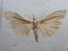 Orocrambus ramosellus