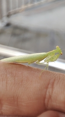 Tropidomantis tenera