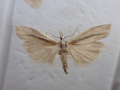 Orocrambus ramosellus