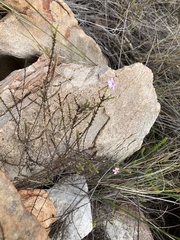 Jamesbrittenia microphylla