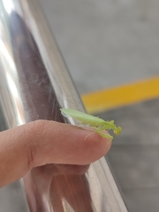 Tropidomantis tenera