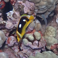 Chaetodon quadrimaculatus
