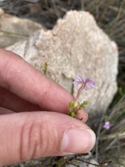 Jamesbrittenia microphylla