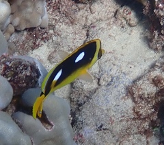 Chaetodon quadrimaculatus