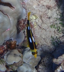 Chaetodon quadrimaculatus