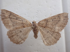 Cleora scriptaria