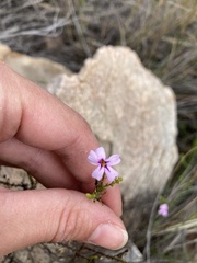 Jamesbrittenia microphylla
