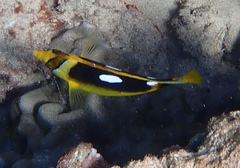 Chaetodon quadrimaculatus