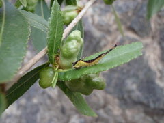 Cerura