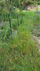 Solanum lycopersicum