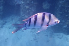 Abudefduf