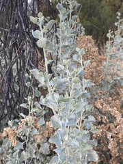 Atriplex nummularia