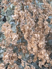 Atriplex nummularia