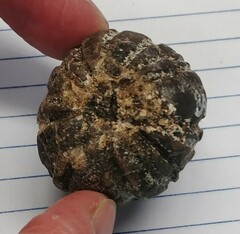 Aleurites moluccanus